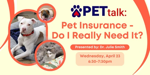 Happy dog protected by pet insurance in Texas